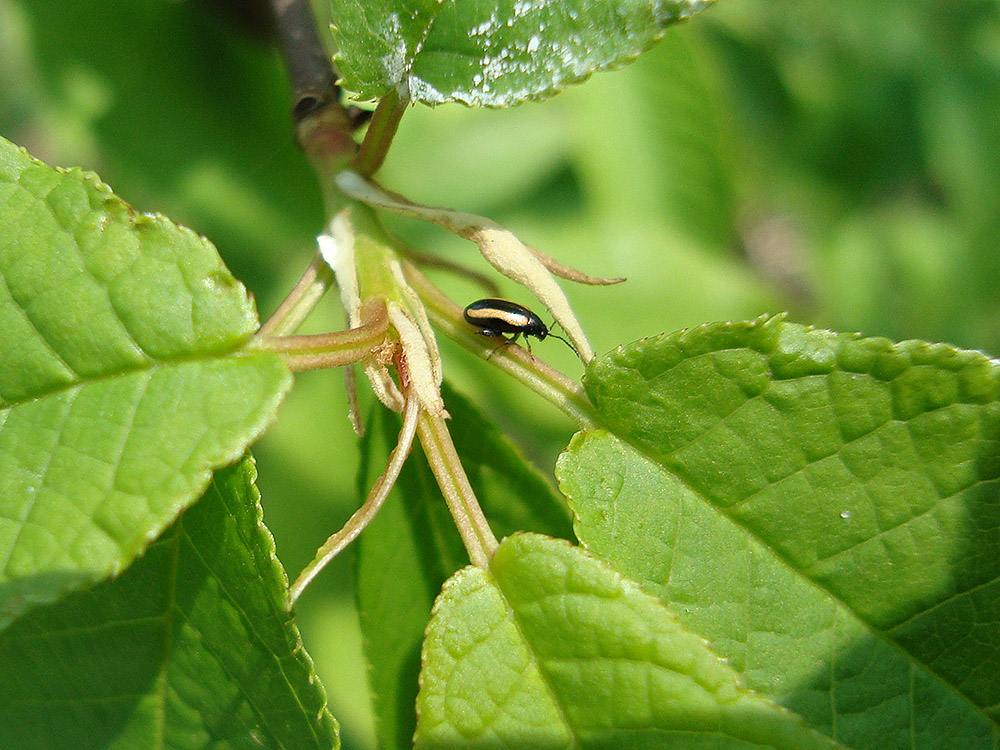 Pchełka falistosmuga (Phyllotreta undulata)