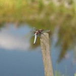 Ważka płaskobrzucha - samiec