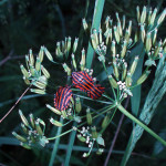 Strojnica baldaszkówka (Graphosoma lineatum)