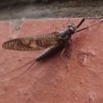 Jętka (Ephemeroptera)
