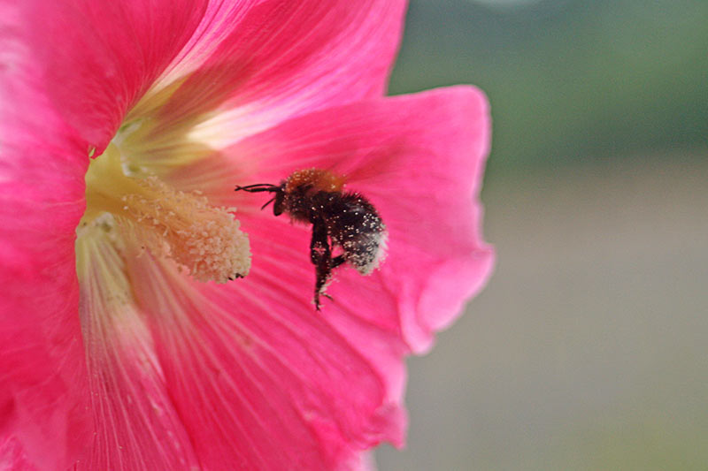 Trzmiele i Trzmielce – duże pszczoły