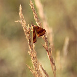 Sudamek szczawiak (Lythria cruentaria)