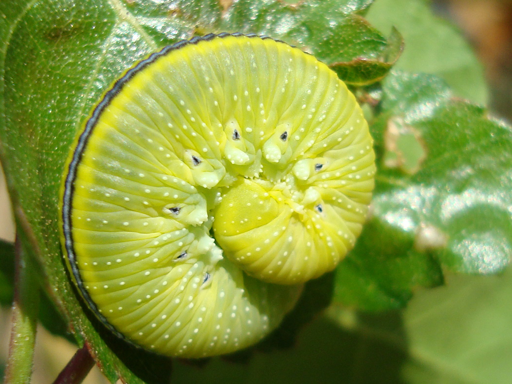 Bryzgun brzozowiec (Cimbex femoratus)