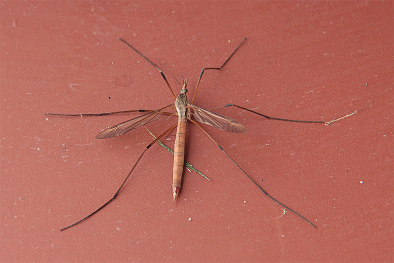 Wielkie „komary” – czyli koziułkowate(Tipulidae) i kreślowate (Limoniidae)