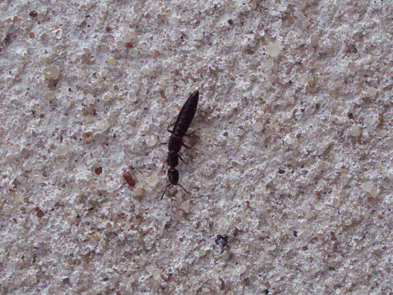 Kusakowate (Staphylinidae)
