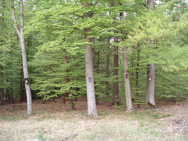 Buczyna – bukowy las