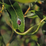 Biedronka Oenopia conglobata