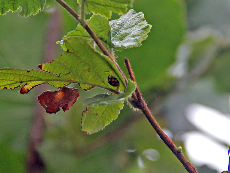 Biedronka łąkowa (Coccinula quatuordecimpustulata)