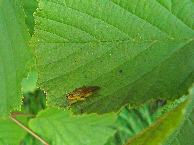 Rudzica nawozowa / Cuchna nawozowa (Scathophaga stercoraria)