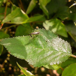 Heterotoma planicoris lub Heterotoma merioptera