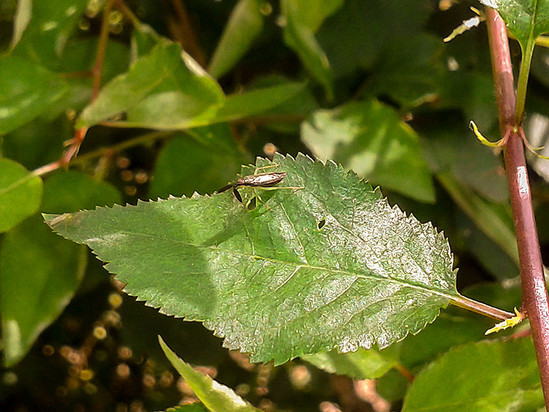 Heterotoma planicoris lub Heterotoma merioptera