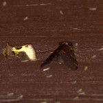 Błyszczka spiżówka - Diachrysia chrysitis