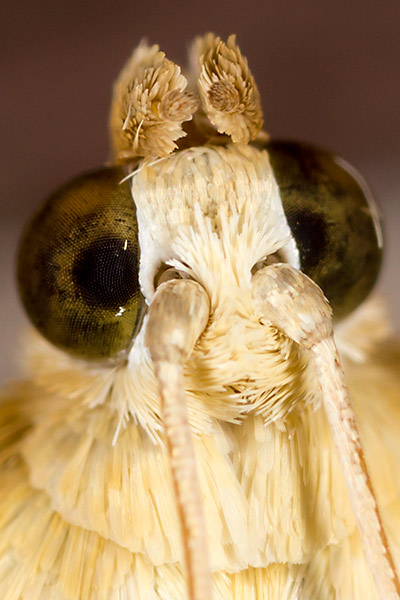Boczanka brązowianka (Pleuroptya ruralis)