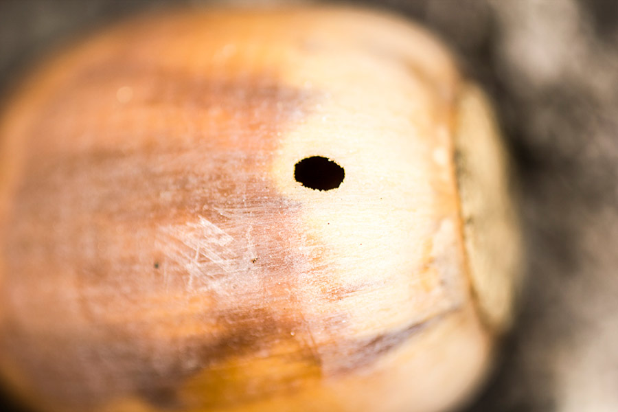 Pachówka żołędzióweczka (Cydia splendana)