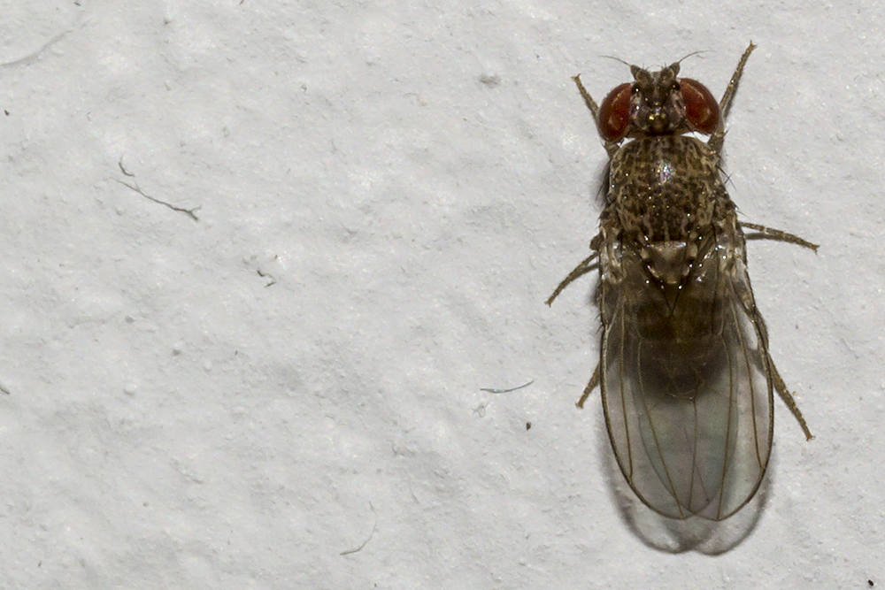 Mucha octowa (Drosophila melanogaster)