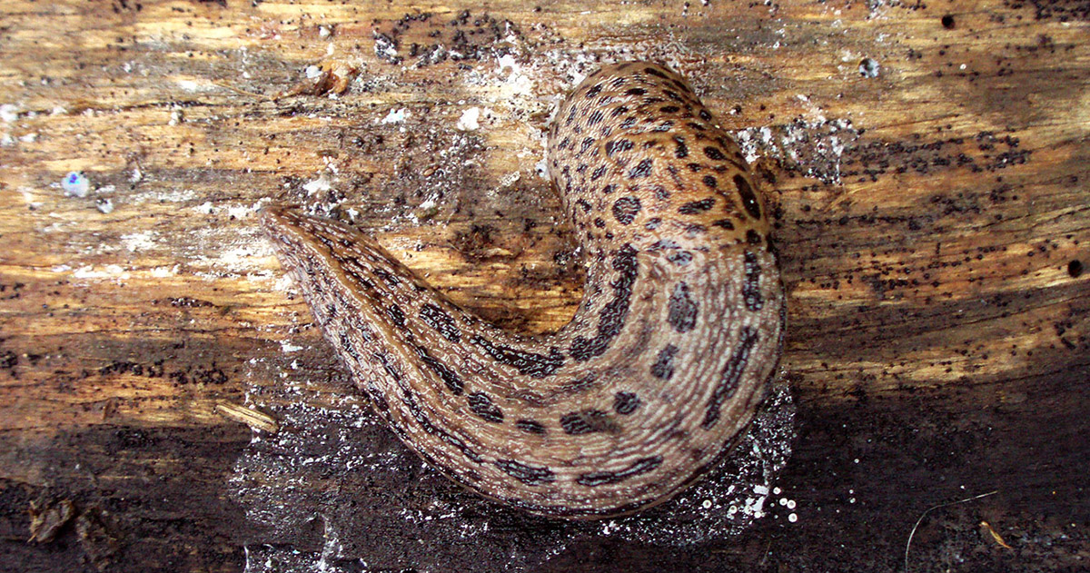 Pomrów wielki (Limax maximus) – ślimak w tygrysie cętki, bez widocznej skorupy
