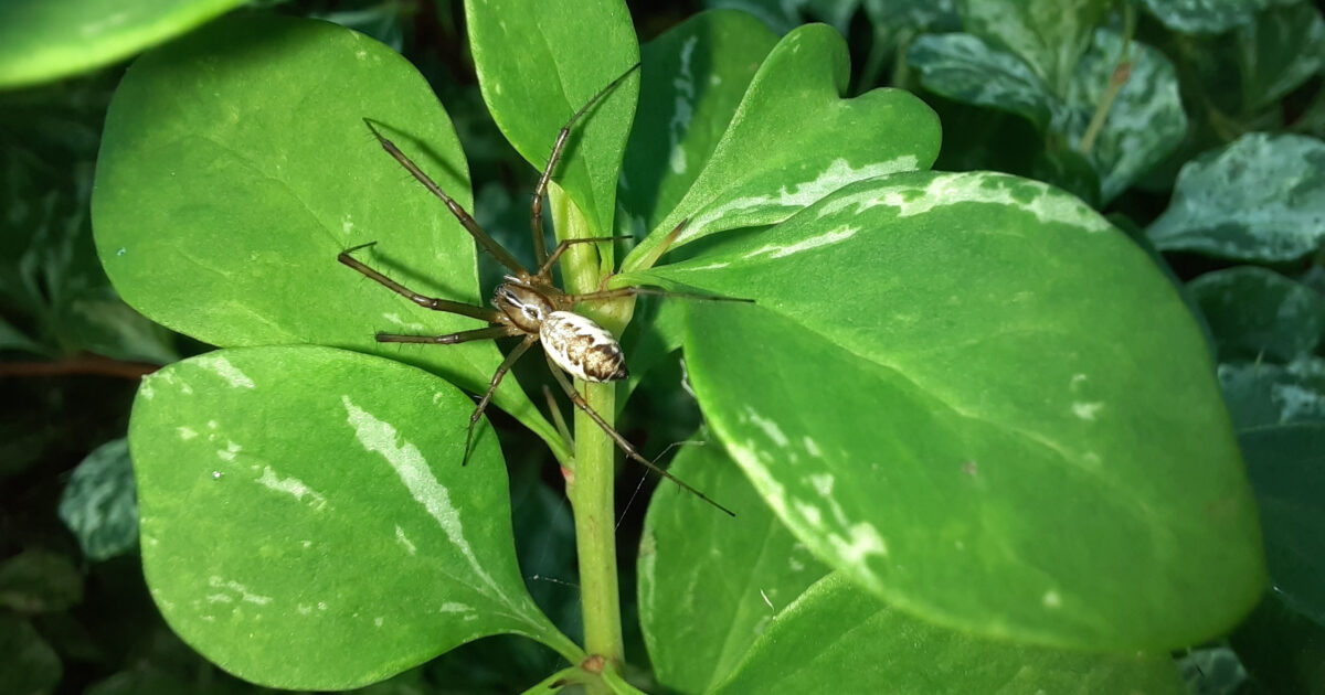 pająk Linyphia triangularis – Osnuwik pospolity