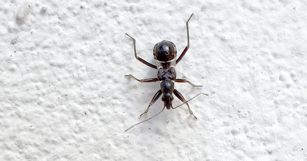Zażartka mrówkowata (Himacerus mirmicoides)