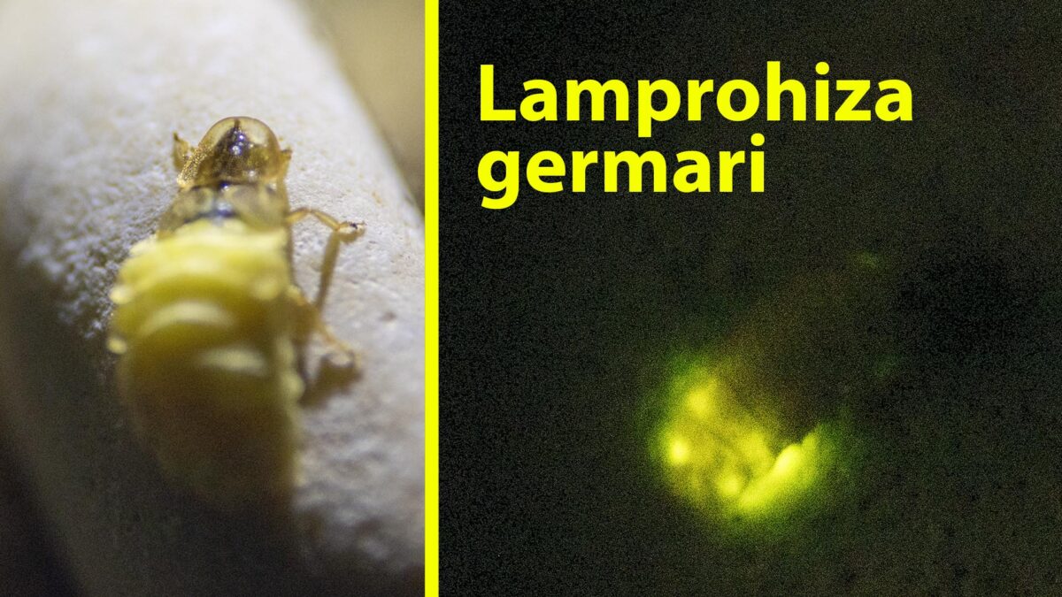 Światełko w ciemnościach – Lamprohiza germari ze świetlikowatych