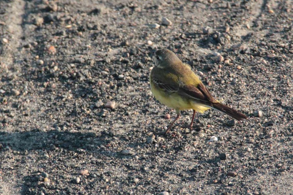 Pliszka żółta  (Motacilla flava)