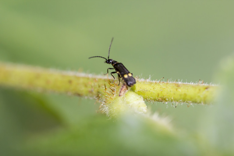 Malthinus biguttatus Babka w Mrówkach